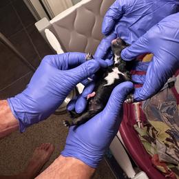#1 - Black and white male Schnoodle puppy in Saint Augustine, Florida from Gunnie Luv, LLC