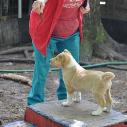 Collie Puppies from Collies of Wych