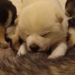 Akita and Shiba Inu Puppies from Khshibas-khakitas