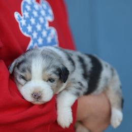 Katie - Blue merle female Australian Shepherd puppy in Cedar City, Utah from 10-BAR-Y RANCH