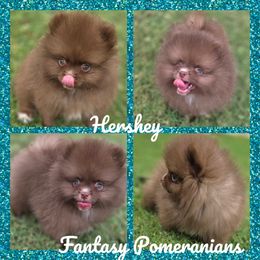 Hershey - Chocolate male Pomeranian puppy in Anna, Texas from Fantasy Pomeranians & Fantasy Aussies
