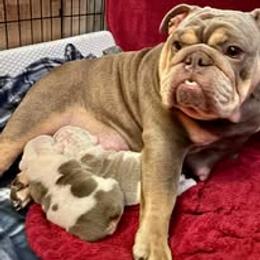 Bulldog Puppies from Bullgodz English Bulldogs