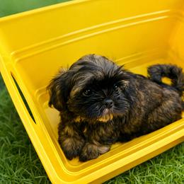Acai (AKA Yellow) - Brindle male Shih Tzu puppy in Leander, Texas from Leander Shih Tzu