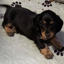 Lyna - Black and tan female Dachshund puppy in Humble, Texas from Foley Dachshunds