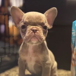 Butterfinger - Liver male French Bulldog puppy in Gerber, California from In The Zone Dog Training and Breeding
