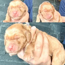Nala - Apricot female Assorted Doodle Crosses puppy in Irmo, South Carolina from Kava Kennels
