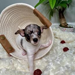 Europa - Merle female Chihuahua puppy in Winston Salem, North Carolina from LaythStone