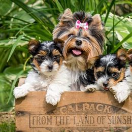 Yorkshire Terriers from Crowning Glory Parti Yorkies