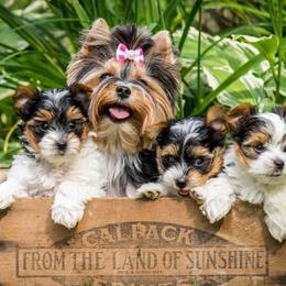 Yorkshire Terriers from Crowning Glory Parti Yorkies