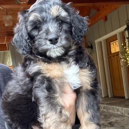 Rogue - Black and white male Sheepadoodle puppy in Roseburg, Oregon from Sharon’s Sheepadoodle’s