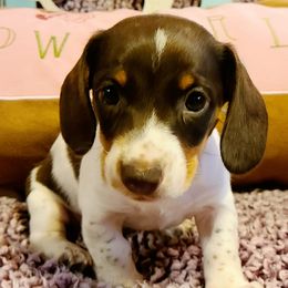 Dachshunds from Starr Springs Doxies