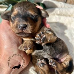 Shaded Red - Red male Dachshund puppy in Nampa, Idaho from Long_and_Low_Dachshunds