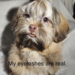 Shih Tzu Puppies from Adrianas Beautiful Shitzu’s