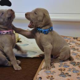 Puppy Boy - Silver gray male Weimaraner puppy in New Hartford, New York from Platinum Weimaraners