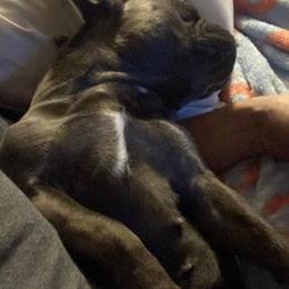 French Bulldogs from Jeremy Moody's French Bulldogs