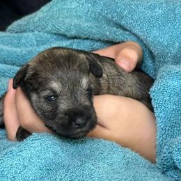 Julie - Salt and pepper female Miniature Schnauzer puppy in Ferndale, Washington from Blackhorse Schnauzers Washington state