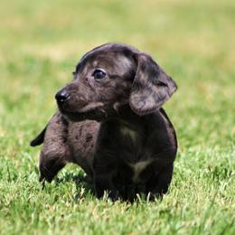 Dachshund Puppies from Tygart Creek Dachshunds