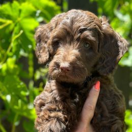 BETTS - Chocolate Goldendoodle puppy in Atascadero, California from Daring to Dream Doodles