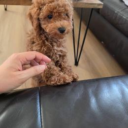 Billy - Red  male Poodle puppy in Corona, California from Poodle house CA