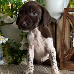 Thyme - White and liver female German Shorthaired Pointer puppy in Ulen, Minnesota from North Wind Gundogs