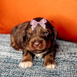 Hester - Chocolate female Australian Labradoodle puppy in Decatur, Alabama from Southern Meadows Doodles
