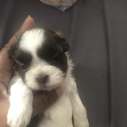 Shih Tzus from Karla’s Shih Tzus