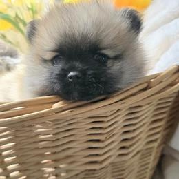 Pomsky Puppies from Amazing High Desert Pomskys