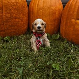 Red - Cream male Goldendoodle puppy in Trinity, North Carolina from Gallimore Doodles