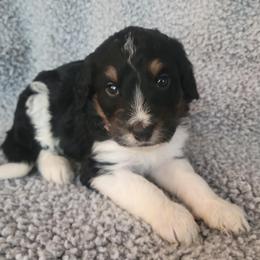 Girl 1 - female Bernedoodle puppy in Brea, California from River Doodles
