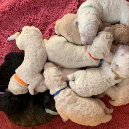 Poodle Puppies from Red Tree Farm Standard Poodles