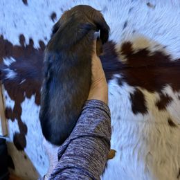 Dachshund Puppies from SchmitZ Dachshunds On The  Concho