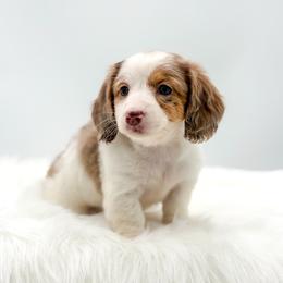 Maisy - Piebald female Dachshund puppy in Litchfield, Illinois from Charmm Dachshunds
