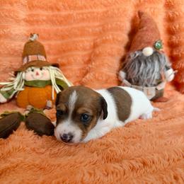 Poppy - Piebald female Dachshund puppy in Palestine, Texas from Oak tree Dachshunds