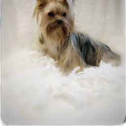 Ellie - Yorkshire Terrier