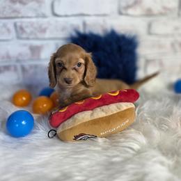 Chocolate based red ee Boy 2 - Red male Dachshund puppy in Austin, Colorado from Colorado Mini Dachshunds & Mini Pomskies