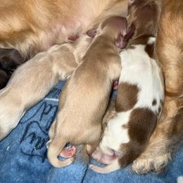 Olivia - Cream female Dachshund puppy in Palm Bay, Florida from Life With Mini Paws