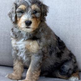 Lightning McQueen - male Australian Mountain Doodle puppy in Decatur, Illinois from Signature Doodles