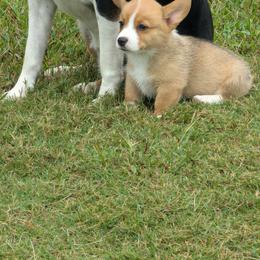 Pembroke Welsh Corgi Puppies from C&W Corgis
