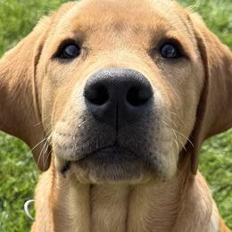 Labrador Retriever All Grown Up from Bad River Labradors