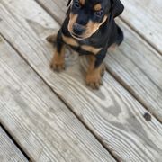 French Bulldog and German Pinscher Puppies from Dream Dior Frenchies & Chapel Heights German Pinschers