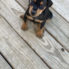 French Bulldog and German Pinscher Puppies from Dream Dior Frenchies & Chapel Heights German Pinschers