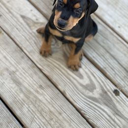 French Bulldog and German Pinscher Puppies from Dream Dior Frenchies & Chapel Heights German Pinschers