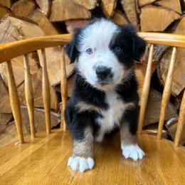 Chloe - Black tri-color female Australian Shepherd puppy in Hillsboro, Oregon from A&D Australian Shepherds