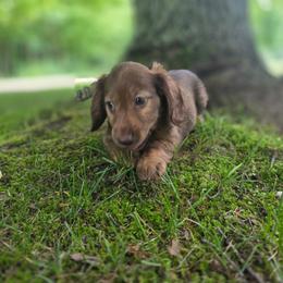Lady - Chocolate female Dachshund puppy in Grant, Michigan from Red Pyne Dashchuands