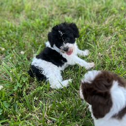 Piper - Parti female Schnoodle puppy in Warrensburg, Missouri from Dreamer Ridge Puppies