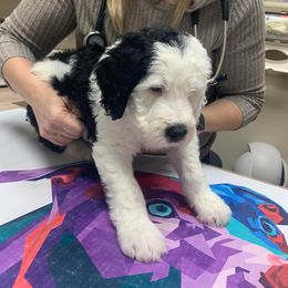 Sheepadoodle Puppies from Narrow Path Puppies