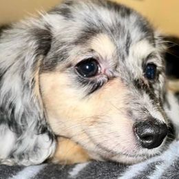 Dachshunds from RGV Dachshunds