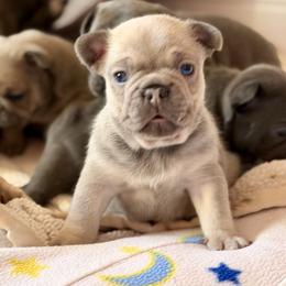 Laur by - Fawn male French Bulldog puppy in Glen Ellen, California from Frenchie’s of Glen Ellen