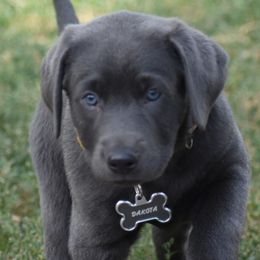 Dilute Retrievers from Thunder Mountain Labs