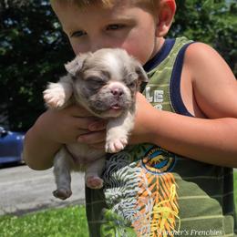 Freckles - Fawn and white male French Bulldog puppy in Miami, Oklahoma from Destiny Jones